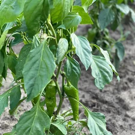 Agroturizem Eldi Fier