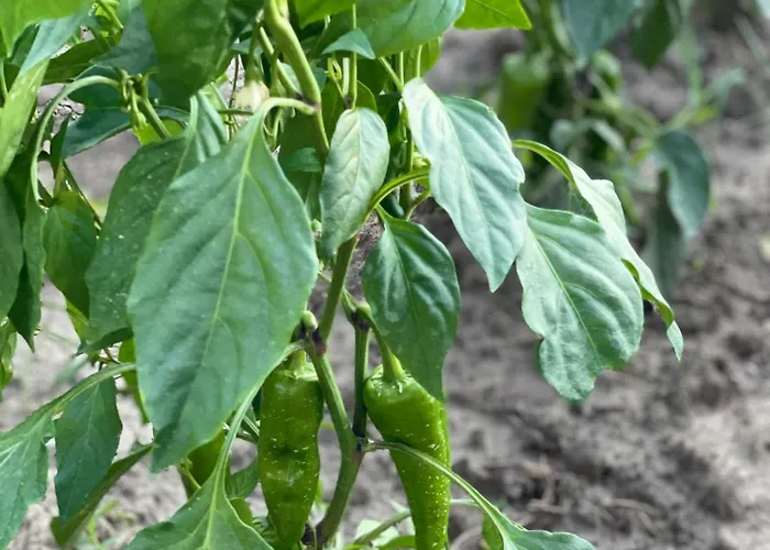 Agroturizem Eldi Fier